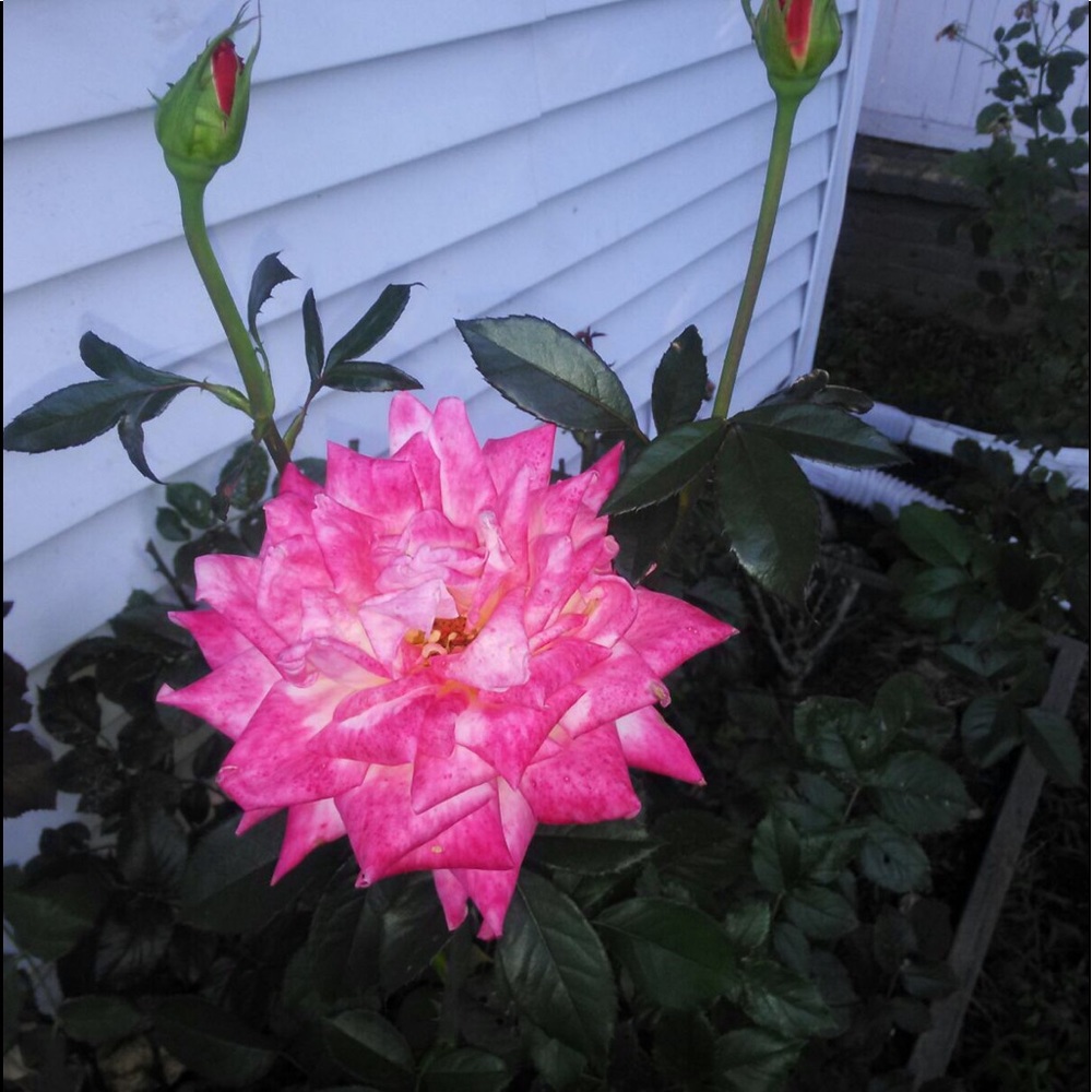 Meet your Posher, Cynthia